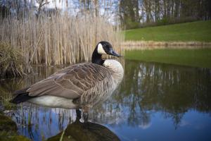 Tierwelt mit Nikkor