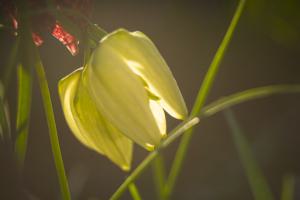 Blumiges mit dem Nikkor