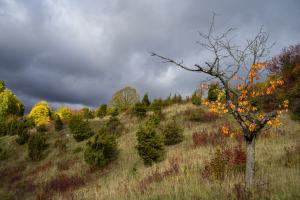 Herbstwanderung auf dem Wachholderweg P9 (Nikkor)