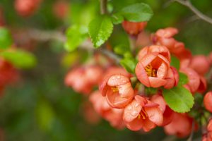 Blumiges mit dem Nikkor