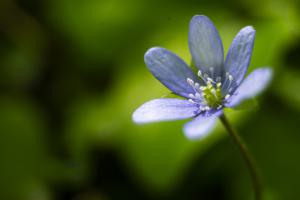 Leberblümchen (NoFlexar)