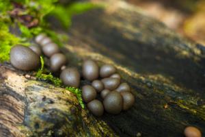 Pilze im Urwald (Noflexar)