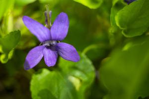 Blüten mit dem NoFlexar