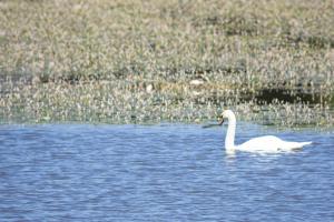 Novoflex_Glockenborn_Schwan_Web_01