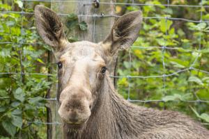 Novoflex_TierparkSababurg_Elche_Web_01