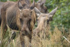 Novoflex_TierparkSababurg_Elche_Web_03