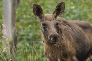 Novoflex_TierparkSababurg_Elche_Web_04