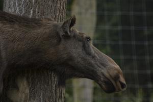 Novoflex_TierparkSababurg_Elche_Web_06