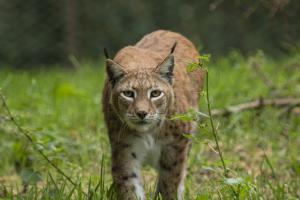 Novoflex_TierparkSababurg_Luchs_Web_02