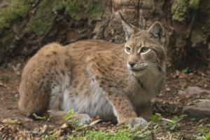 Novoflex_TierparkSababurg_Luchs_Web_03