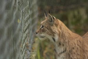 Novoflex_TierparkSababurg_Luchs_Web_04