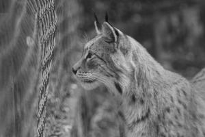 Novoflex_TierparkSababurg_Luchs_Web_05