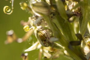 Orchideen - Bocksriemenzunge