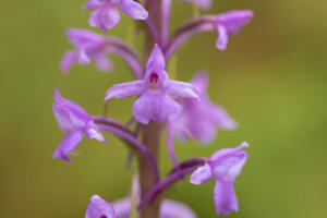 Orchideen - Händelwurzen