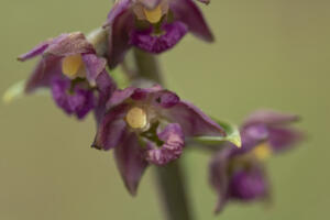 Orchideen - Stendelwurzen
