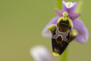 Orchideen - Ragwurzen