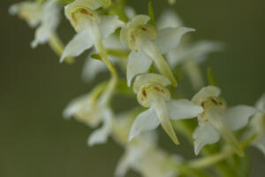 Orchideen - Waldhyazinthe