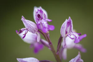 Orchideen - Knabenkraut