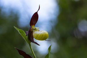 Orchideen - Frauenschuh