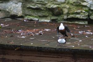 Wasseramsel