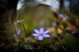 Leberblümchen (Pentacon)