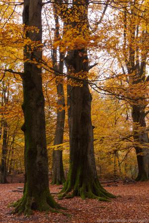 2010_Urwald_Sababurg_Herbst_Web_01