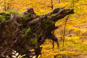 2010_Urwald_Sababurg_Herbst_Web_010