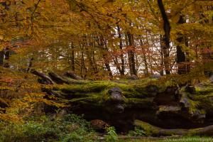 2010_Urwald_Sababurg_Herbst_Web_012