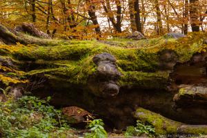 2010_Urwald_Sababurg_Herbst_Web_013