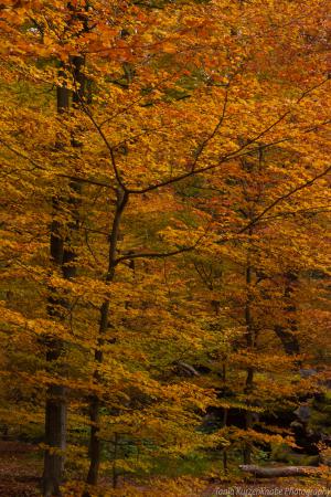 2010_Urwald_Sababurg_Herbst_Web_015