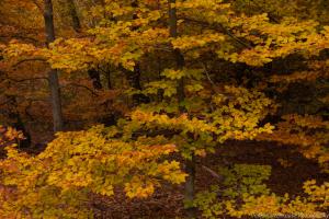 2010_Urwald_Sababurg_Herbst_Web_019