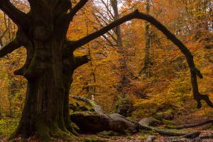 Urwald Sababurg im Herbst