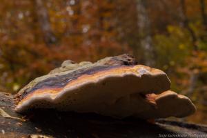 2010_Urwald_Sababurg_Herbst_Web_026