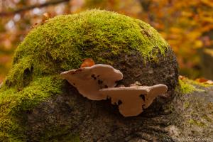 2010_Urwald_Sababurg_Herbst_Web_028