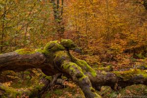 2010_Urwald_Sababurg_Herbst_Web_030