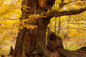 2010_Urwald_Sababurg_Herbst_Web_031