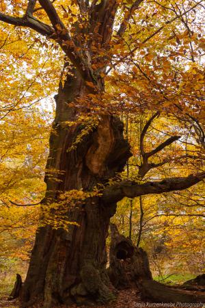 2010_Urwald_Sababurg_Herbst_Web_032