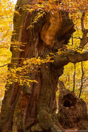 2010_Urwald_Sababurg_Herbst_Web_033