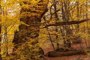 2010_Urwald_Sababurg_Herbst_Web_034