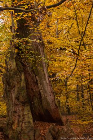 2010_Urwald_Sababurg_Herbst_Web_035