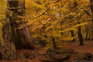 2010_Urwald_Sababurg_Herbst_Web_036