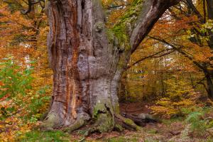 2010_Urwald_Sababurg_Herbst_Web_04