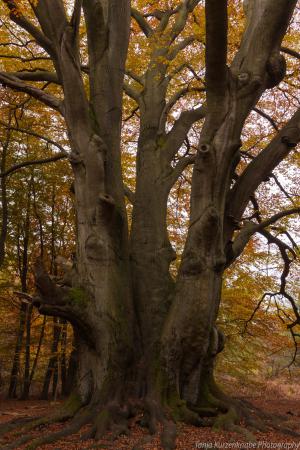 2010_Urwald_Sababurg_Herbst_Web_042