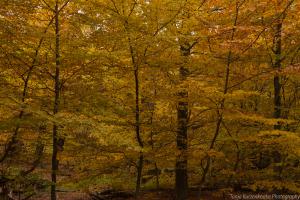 2010_Urwald_Sababurg_Herbst_Web_045