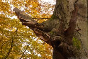 2010_Urwald_Sababurg_Herbst_Web_046