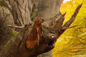 2010_Urwald_Sababurg_Herbst_Web_047