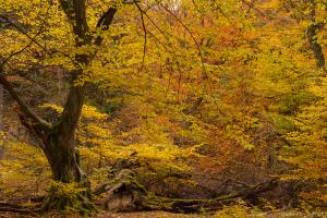 2010_Urwald_Sababurg_Herbst_Web_048