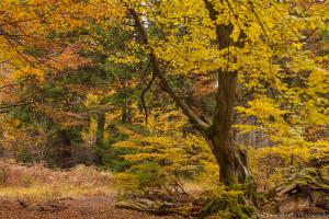 2010_Urwald_Sababurg_Herbst_Web_049