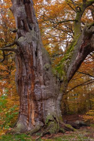 2010_Urwald_Sababurg_Herbst_Web_05