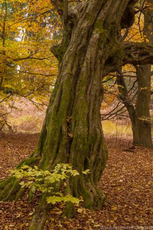 2010_Urwald_Sababurg_Herbst_Web_050